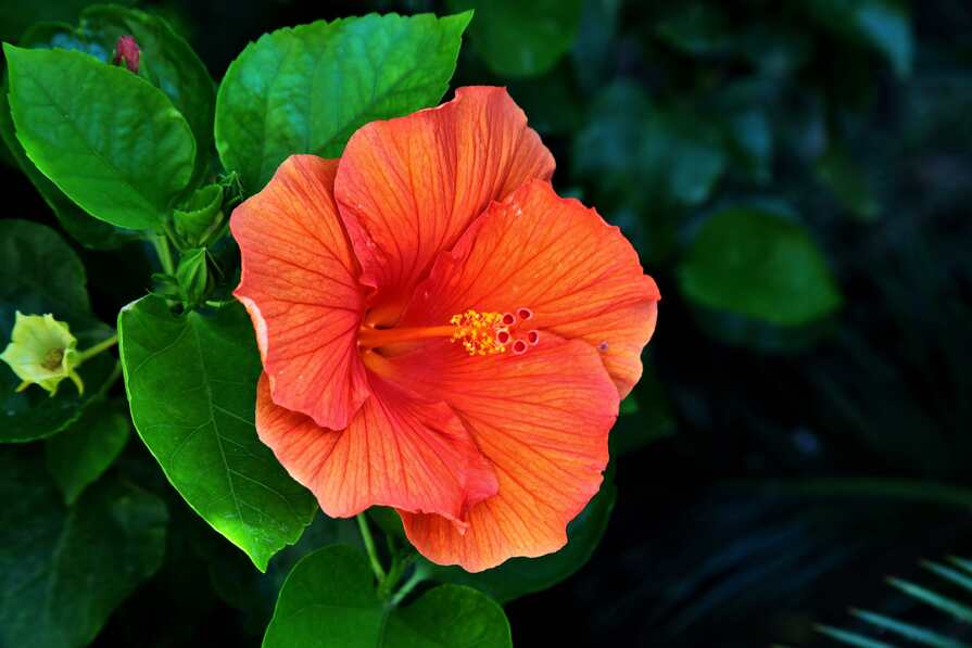 Eine leuchtend orange Hibiskusblüte vor einem Hintergrund aus grünen Blättern. Die Blüte ist detailliert im Vordergrund, mit feinen Adern auf den Blütenblättern und gelben Staubgefäßen in der Mitte.